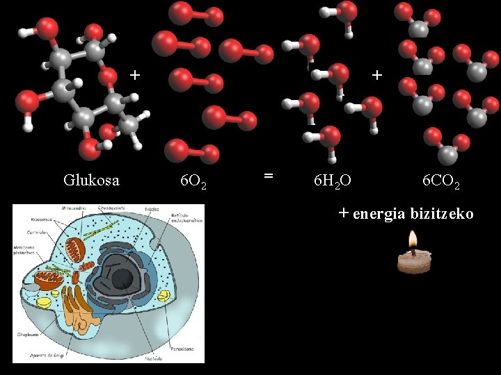 + Glukosa + 6 O 2 = 6 H 2 O 6 CO 2