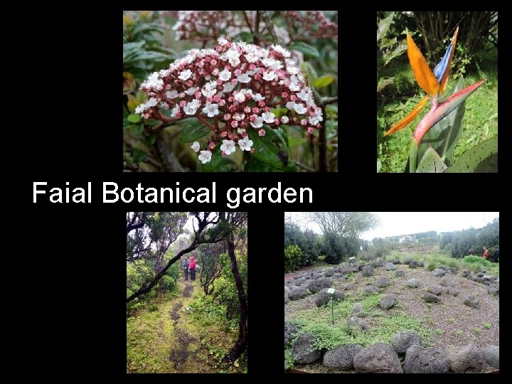 Faial Botanical garden 