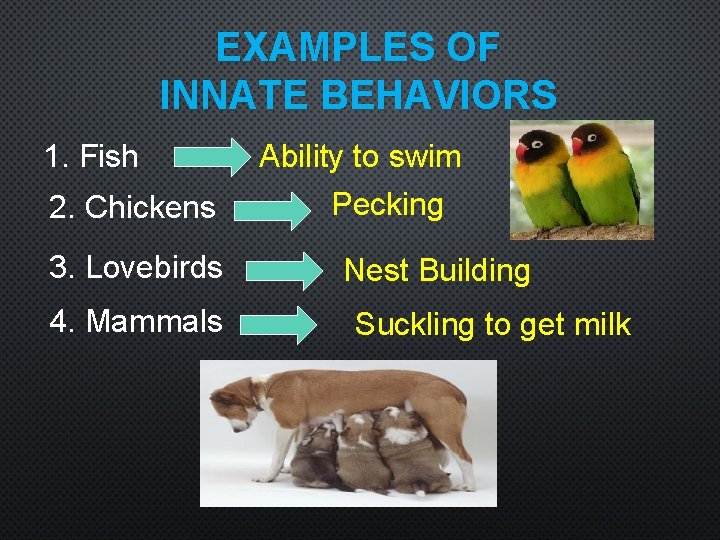 EXAMPLES OF INNATE BEHAVIORS 1. Fish 2. Chickens 3. Lovebirds 4. Mammals Ability to