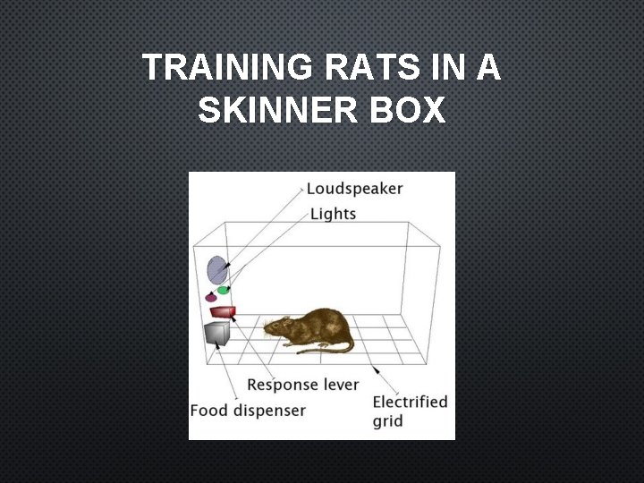 TRAINING RATS IN A SKINNER BOX 