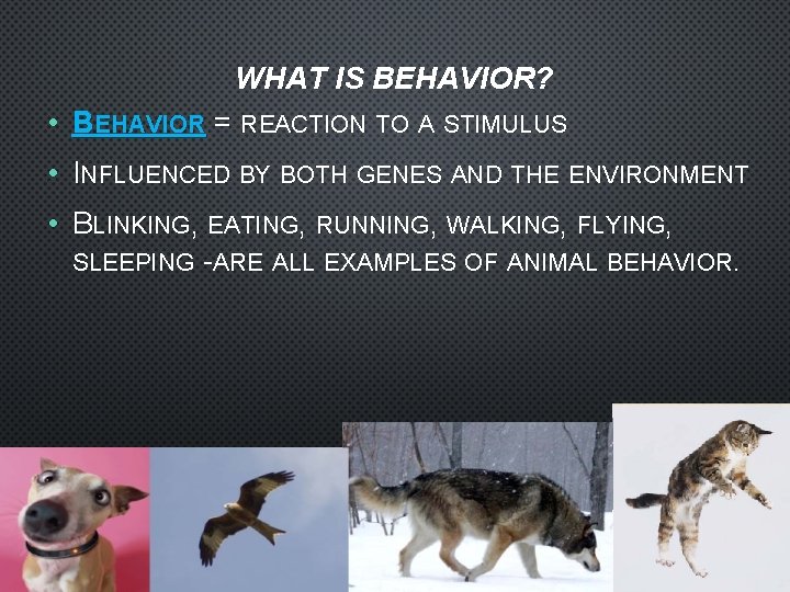 WHAT IS BEHAVIOR? • BEHAVIOR = REACTION TO A STIMULUS • INFLUENCED BY BOTH
