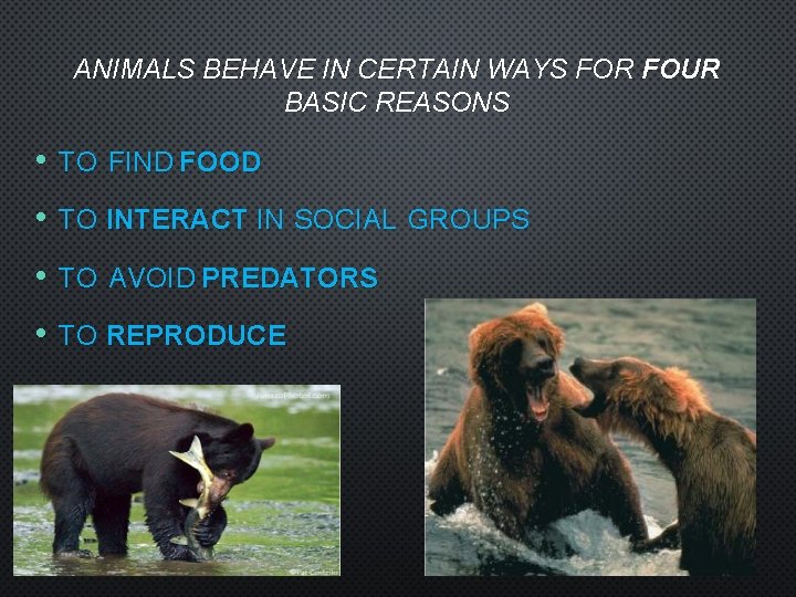ANIMALS BEHAVE IN CERTAIN WAYS FOR FOUR BASIC REASONS • TO FIND FOOD •