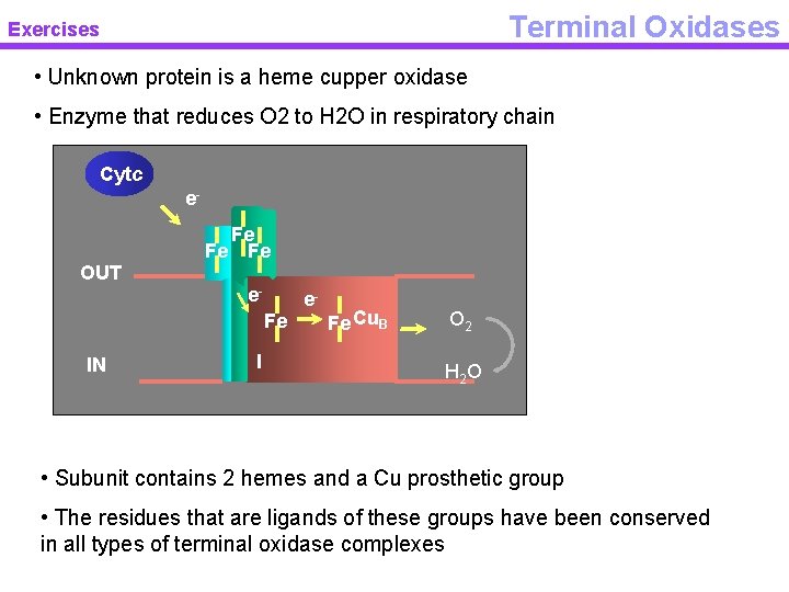 Terminal Oxidases Exercises • Unknown protein is a heme cupper oxidase • Enzyme that