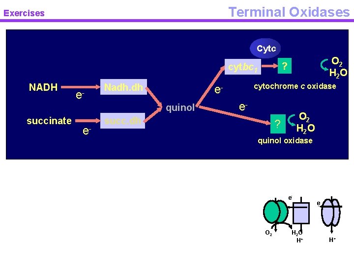 Terminal Oxidases Exercises Cytc NADH e- Nadh. dh succinate e- cytochrome c oxidase equinol