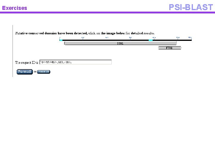 Exercises PSI-BLAST 