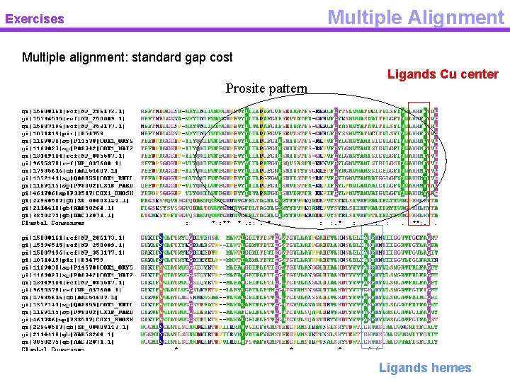 Multiple Alignment Exercises Multiple alignment: standard gap cost Prosite pattern Ligands Cu center Ligands