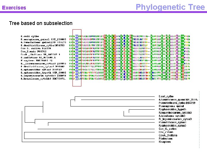 Exercises Tree based on subselection Phylogenetic Tree 