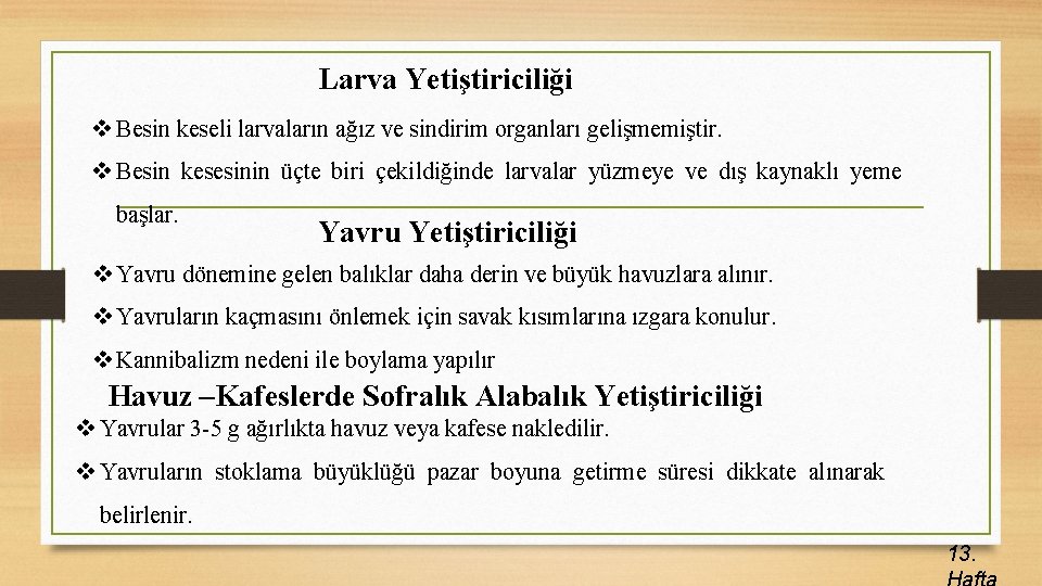 Larva Yetiştiriciliği v Besin keseli larvaların ağız ve sindirim organları gelişmemiştir. v Besin kesesinin