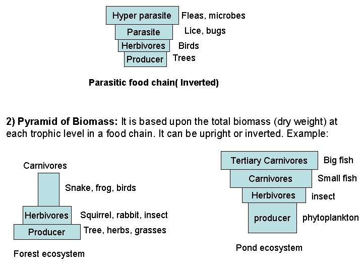 Hyper parasite Parasite Herbivores Fleas, microbes Lice, bugs Birds Producer Trees Parasitic food chain(