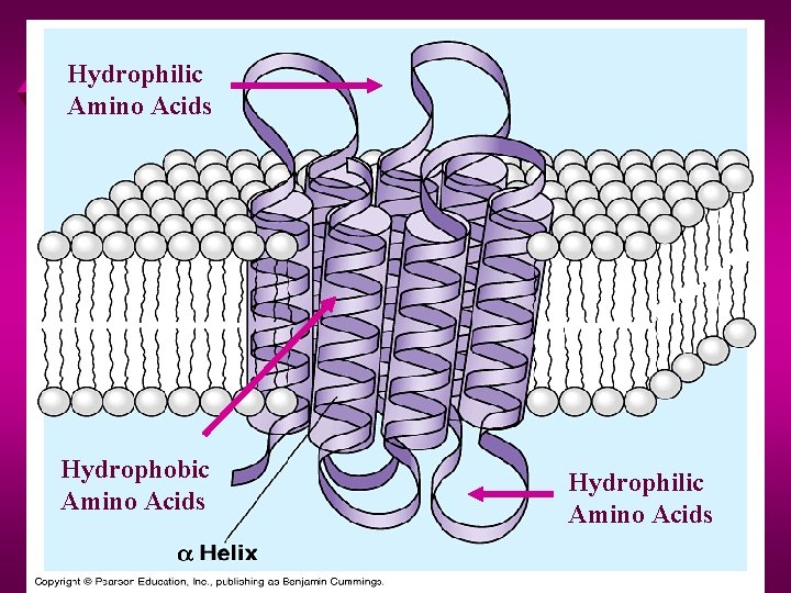 Hydrophilic Amino Acids Hydrophobic Amino Acids Hydrophilic Amino Acids 