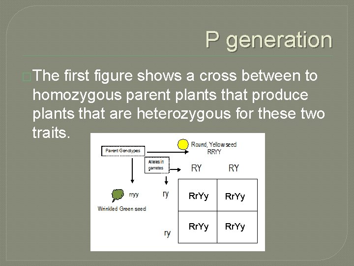 P generation �The first figure shows a cross between to homozygous parent plants that