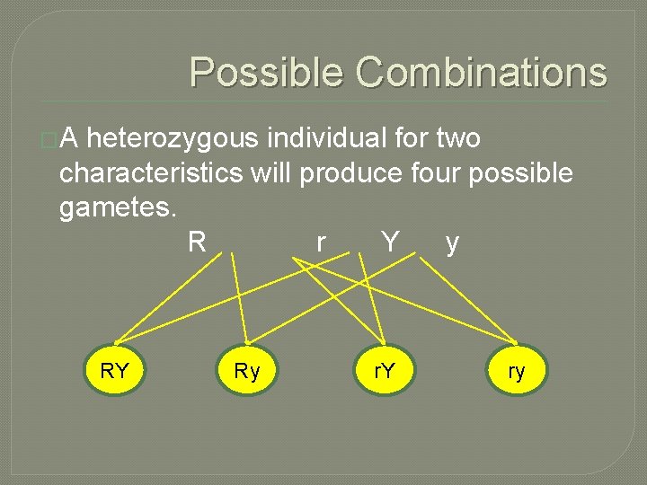 Possible Combinations �A heterozygous individual for two characteristics will produce four possible gametes. R