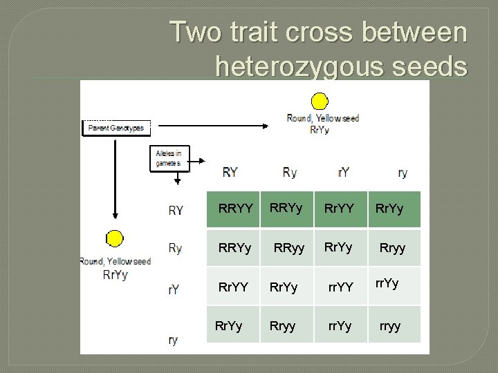Two trait cross between heterozygous seeds RRYY RRYy Rr. YY Rr. Yy RRyy Rr.