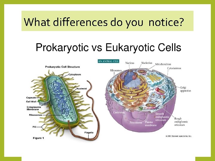 What differences do you notice? 