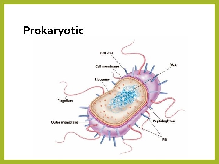Prokaryotic 