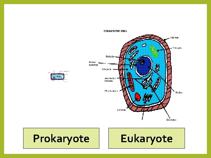 Prokaryote Eukaryote 