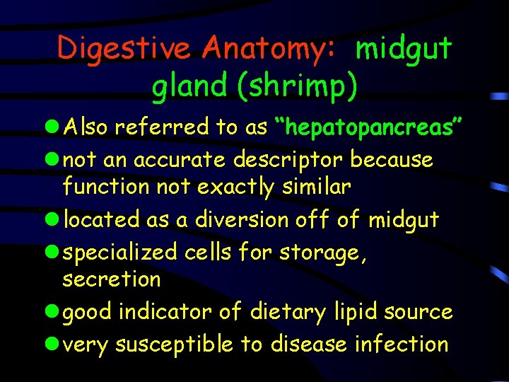 Digestive Anatomy: midgut gland (shrimp) l Also referred to as “hepatopancreas” l not an