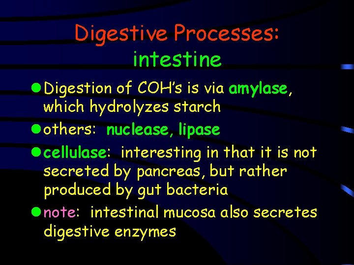 Digestive Processes: intestine l Digestion of COH’s is via amylase, which hydrolyzes starch l