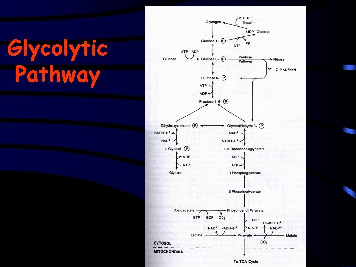 Glycolytic Pathway 