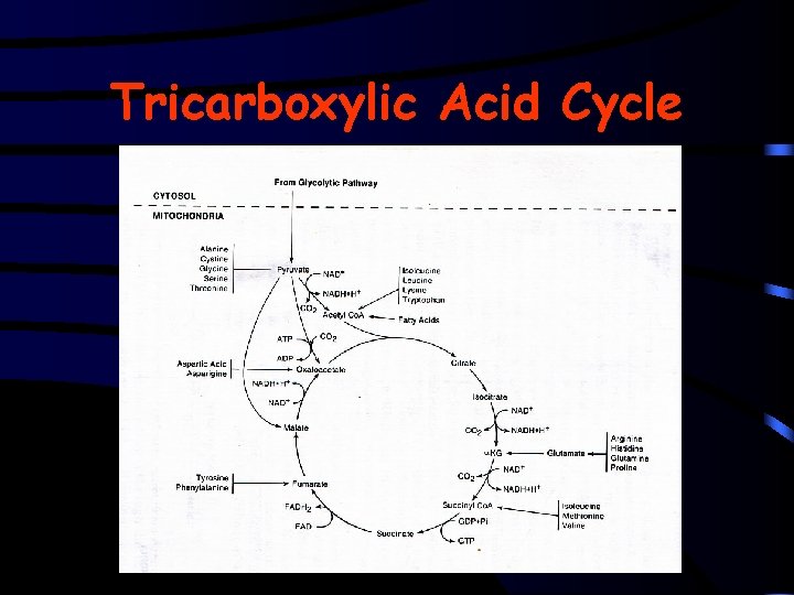 Tricarboxylic Acid Cycle 