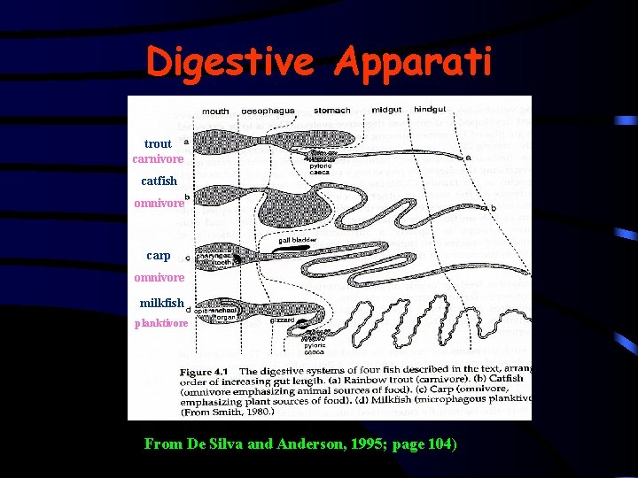 Digestive Apparati trout carnivore catfish omnivore carp omnivore milkfish planktivore From De Silva and