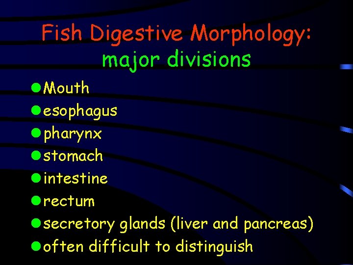 Fish Digestive Morphology: major divisions l Mouth l esophagus l pharynx l stomach l
