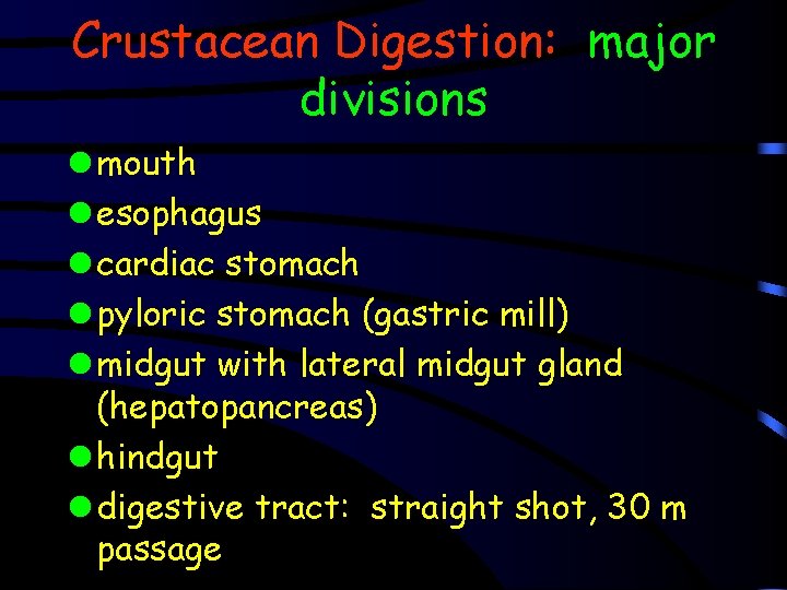 Crustacean Digestion: major divisions l mouth l esophagus l cardiac stomach l pyloric stomach