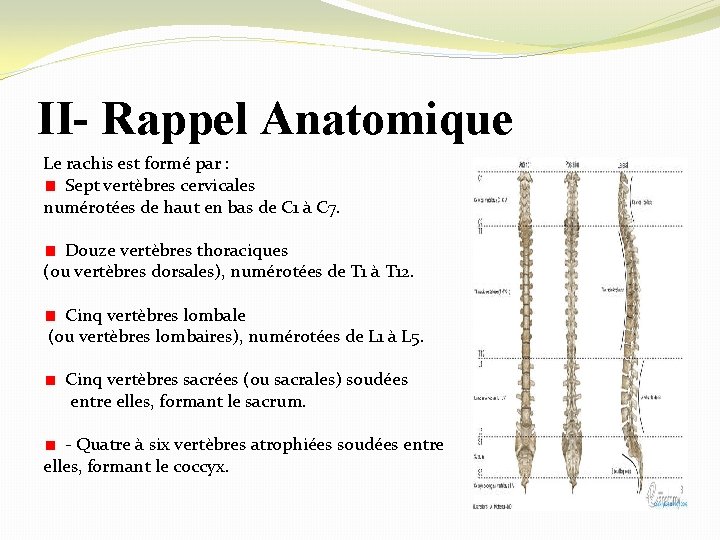 II- Rappel Anatomique Le rachis est formé par : Sept vertèbres cervicales numérotées de