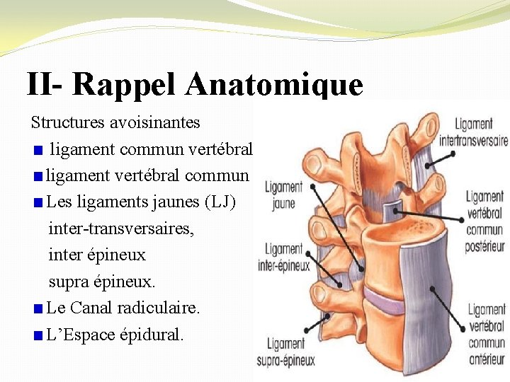 II- Rappel Anatomique Structures avoisinantes ligament commun vertébral antérieur. ligament vertébral commun postérieur. Les