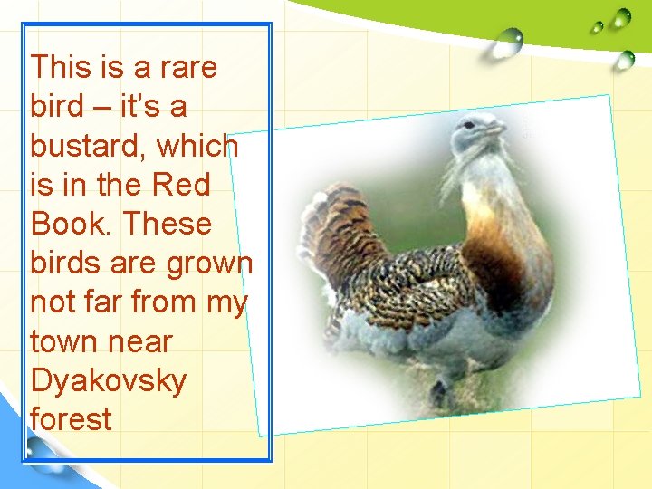 This is a rare bird – it’s a bustard, which is in the Red