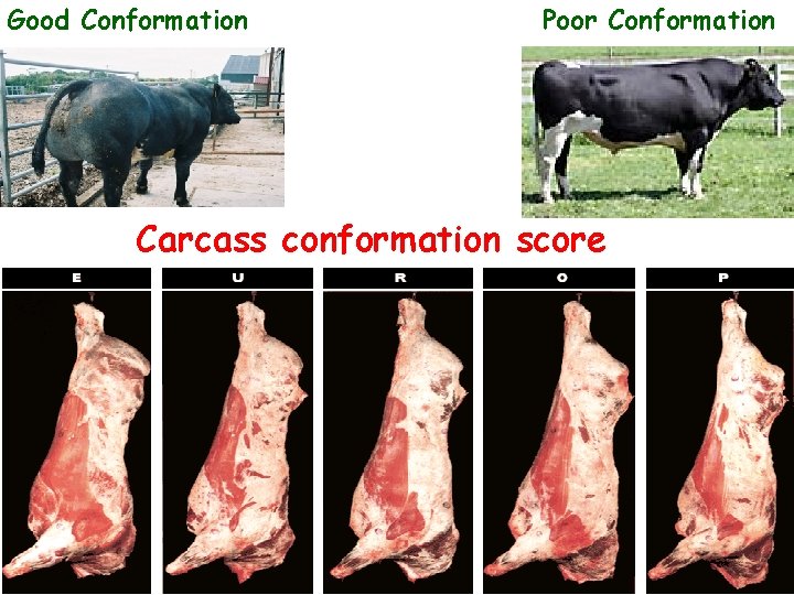 Good Conformation Poor Conformation Carcass conformation score 