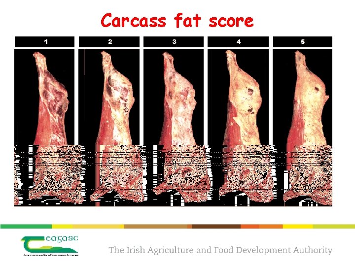 Carcass fat score 
