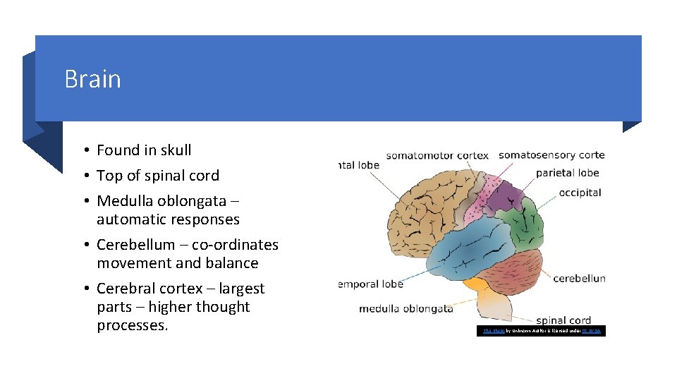 Brain • Found in skull • Top of spinal cord • Medulla oblongata –