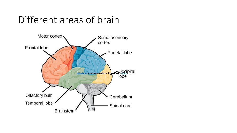 Different areas of brain This Photo by Unknown Author is licensed under CC BY