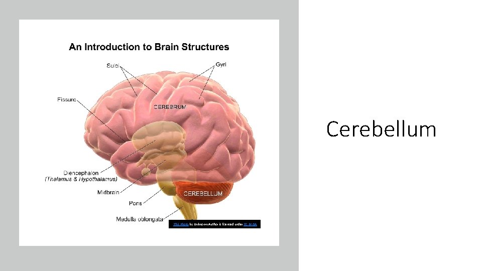 Cerebellum This Photo by Unknown Author is licensed under CC BY-SA 