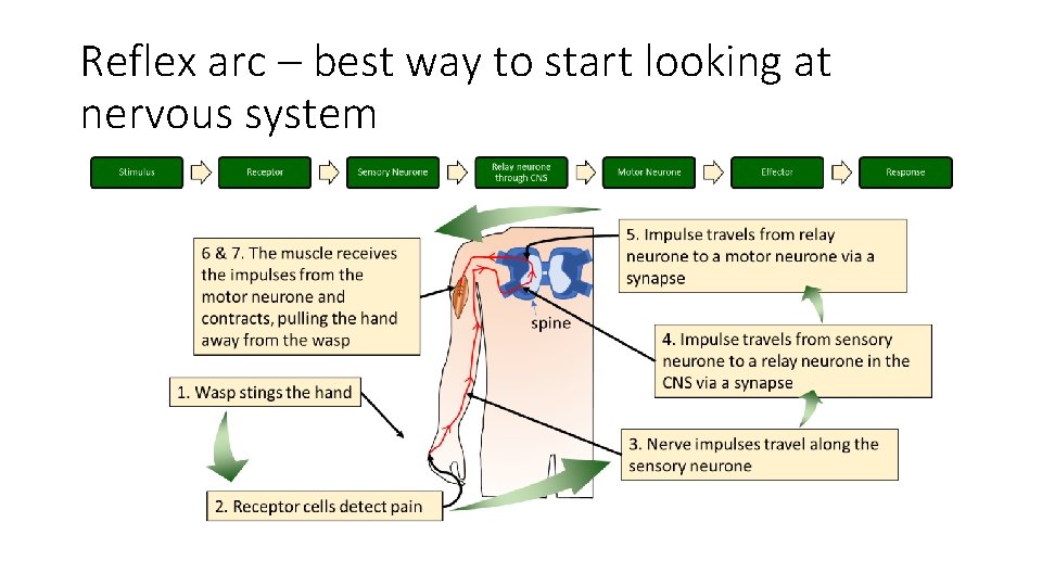 Reflex arc – best way to start looking at nervous system 