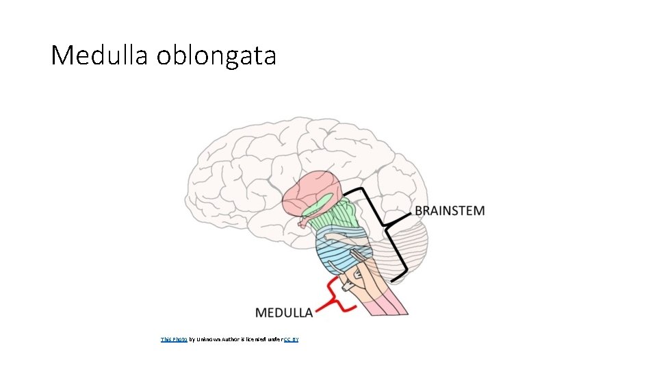 Medulla oblongata This Photo by Unknown Author is licensed under CC BY 