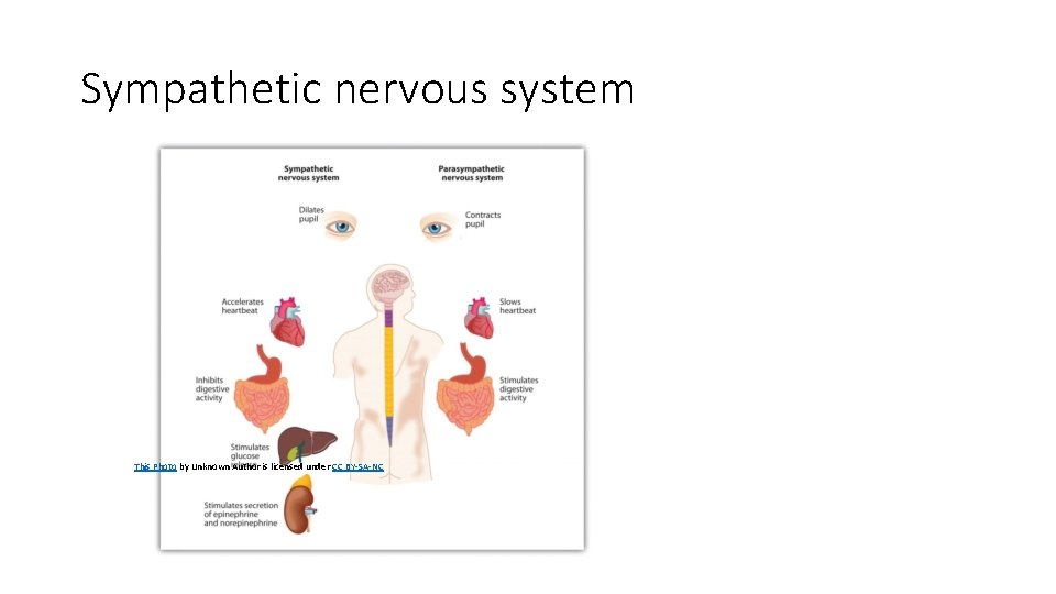 Sympathetic nervous system This Photo by Unknown Author is licensed under CC BY-SA-NC 