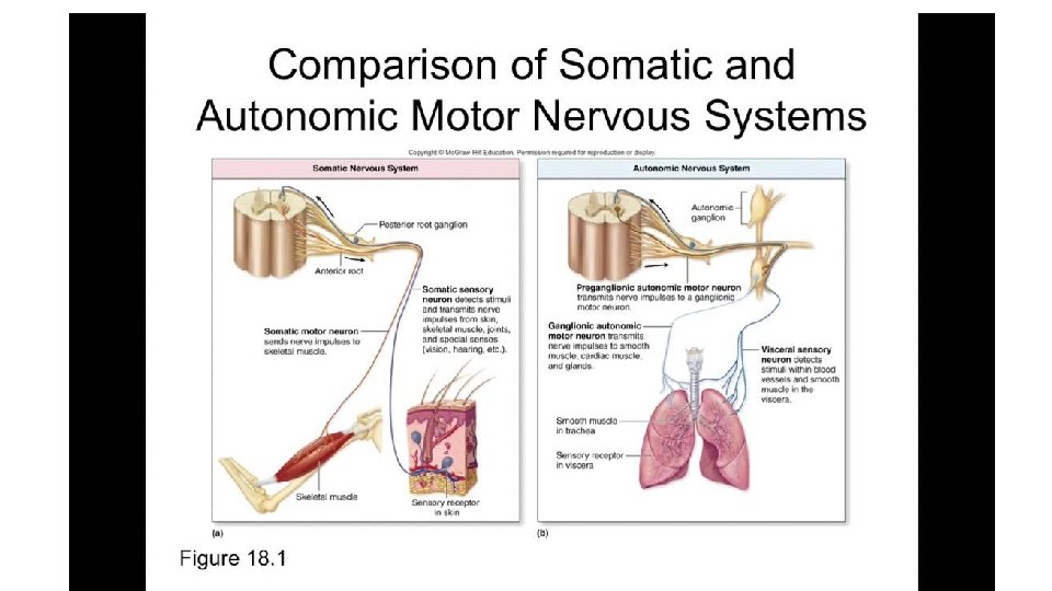 Sensory nervous system 