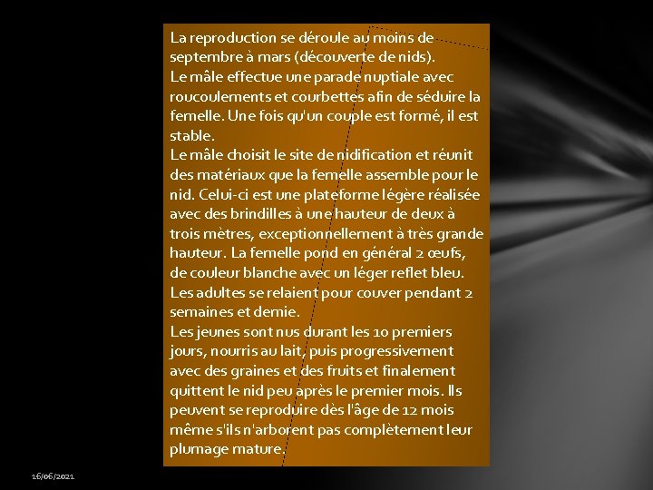 La reproduction se déroule au moins de septembre à mars (découverte de nids). Le