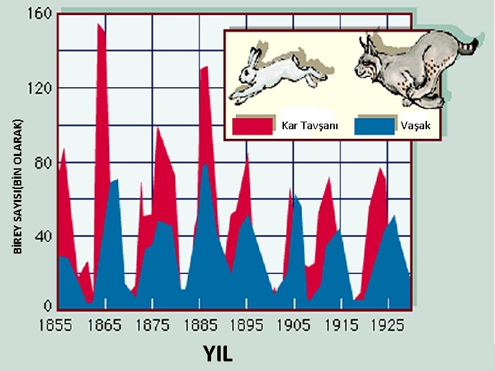 BİREY SAYISI(BİN OLARAK) Kar Tavşanı YIL Vaşak 