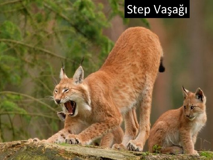 Step Vaşağı 