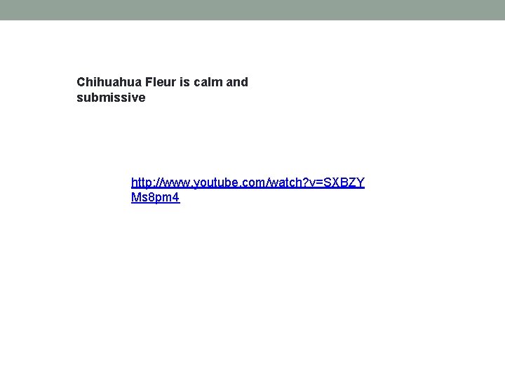 Chihuahua Fleur is calm and submissive http: //www. youtube. com/watch? v=SXBZY Ms 8 pm