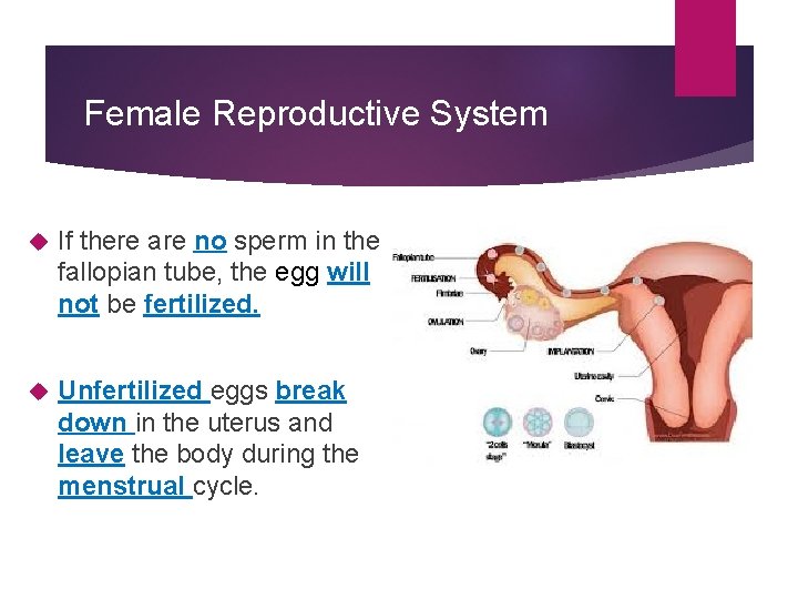 Female Reproductive System If there are no sperm in the fallopian tube, the egg