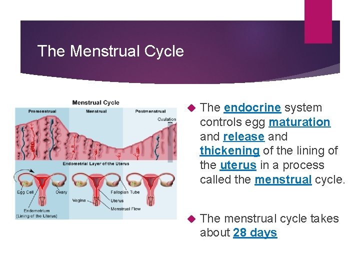 The Menstrual Cycle The endocrine system controls egg maturation and release and thickening of