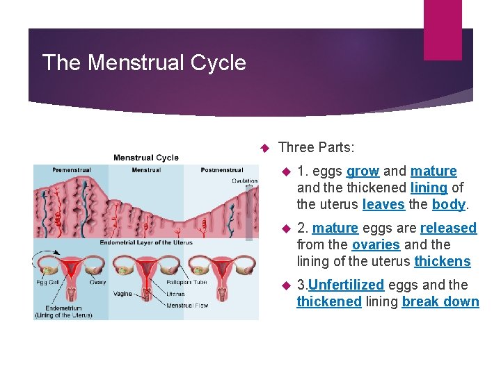 The Menstrual Cycle Three Parts: 1. eggs grow and mature and the thickened lining