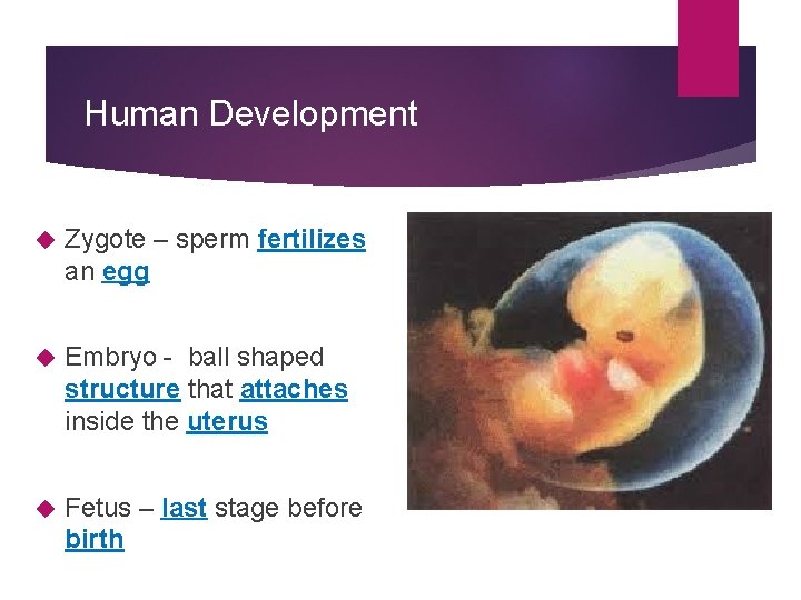 Human Development Zygote – sperm fertilizes an egg Embryo - ball shaped structure that