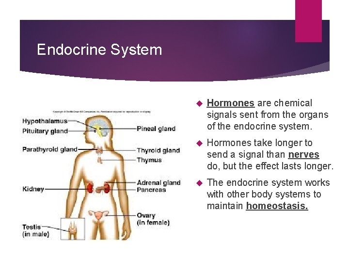 Endocrine System Hormones are chemical signals sent from the organs of the endocrine system.