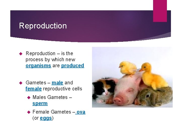 Reproduction – is the process by which new organisms are produced Gametes – male