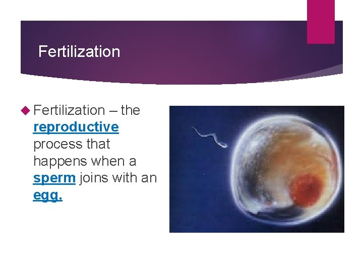 Fertilization – the reproductive process that happens when a sperm joins with an egg.